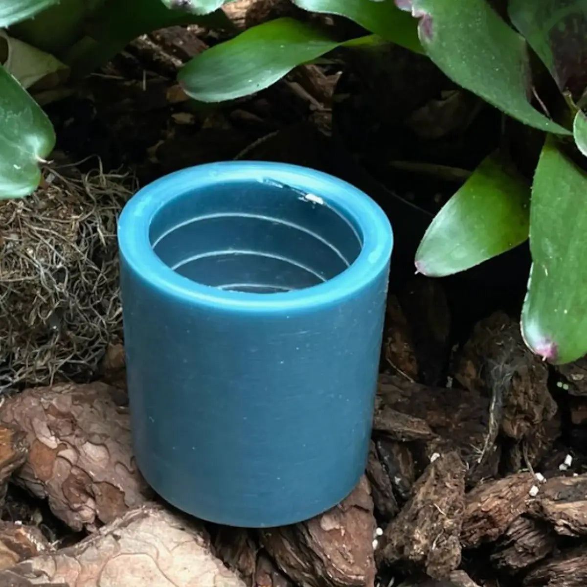 RAINFOREST: Medium